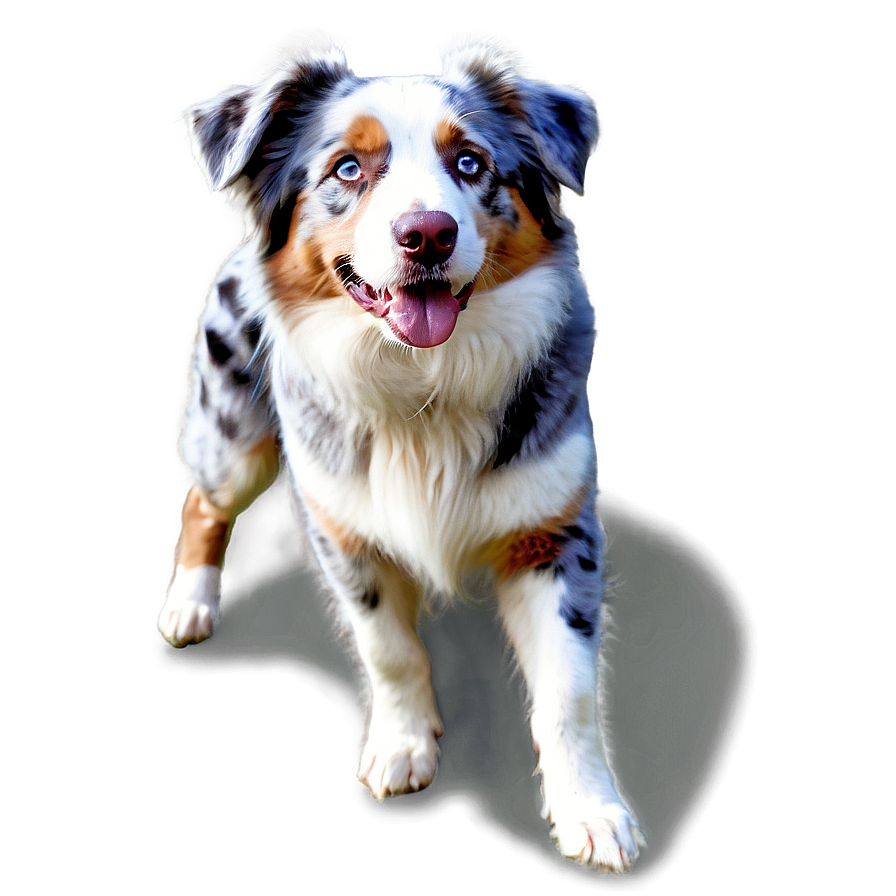 Australian Shepherd On Farm Png 58 PNG Image