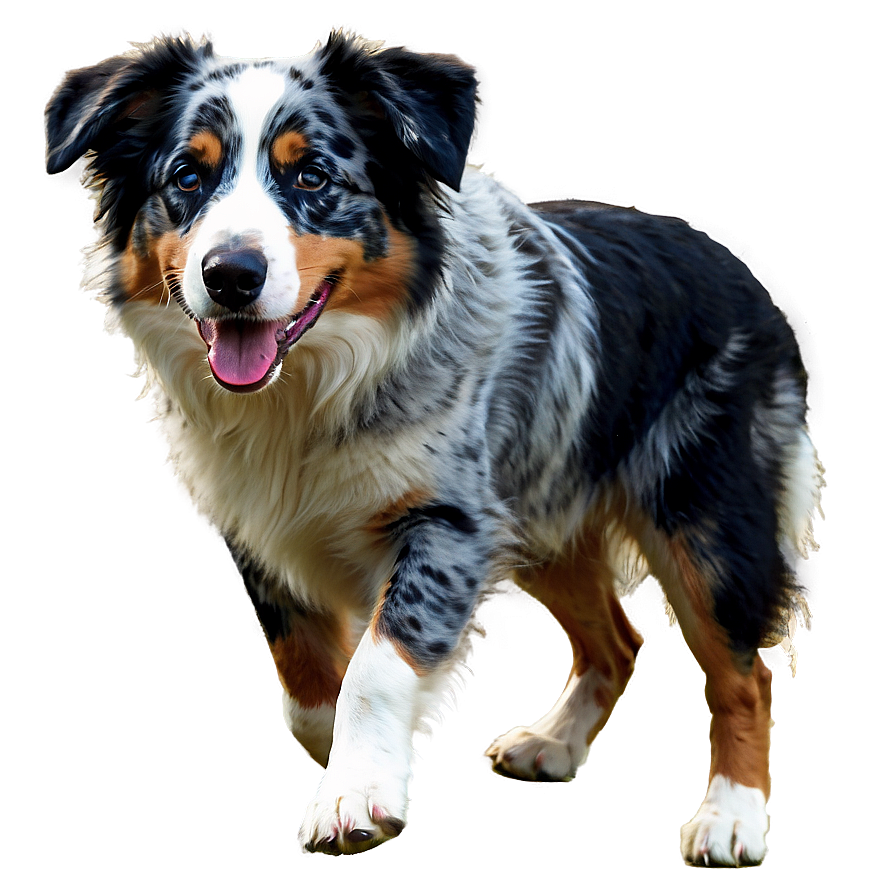 Australian Shepherd With Ball Png Qaa PNG Image