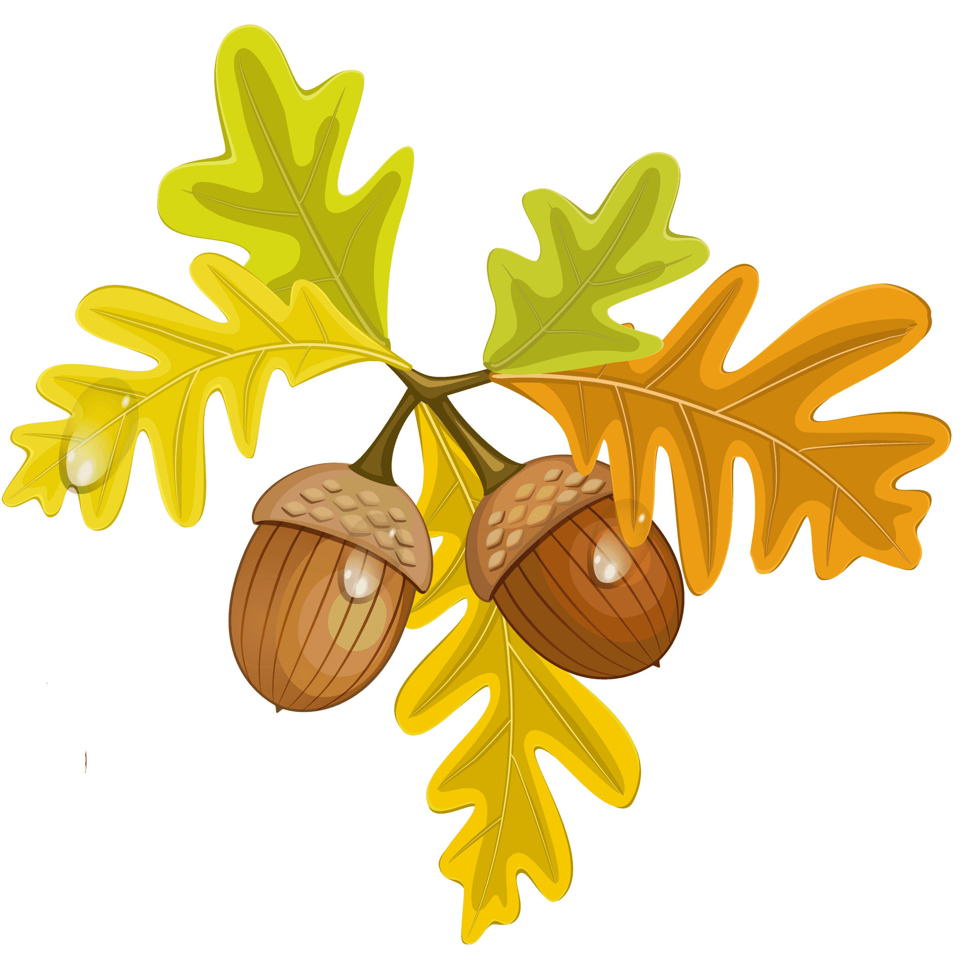 Autumn Acornsand Oak Leaves PNG Image