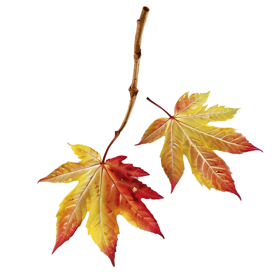 Autumn D PNG Image