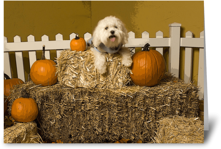 Autumn Dogon Hay Bales PNG Image