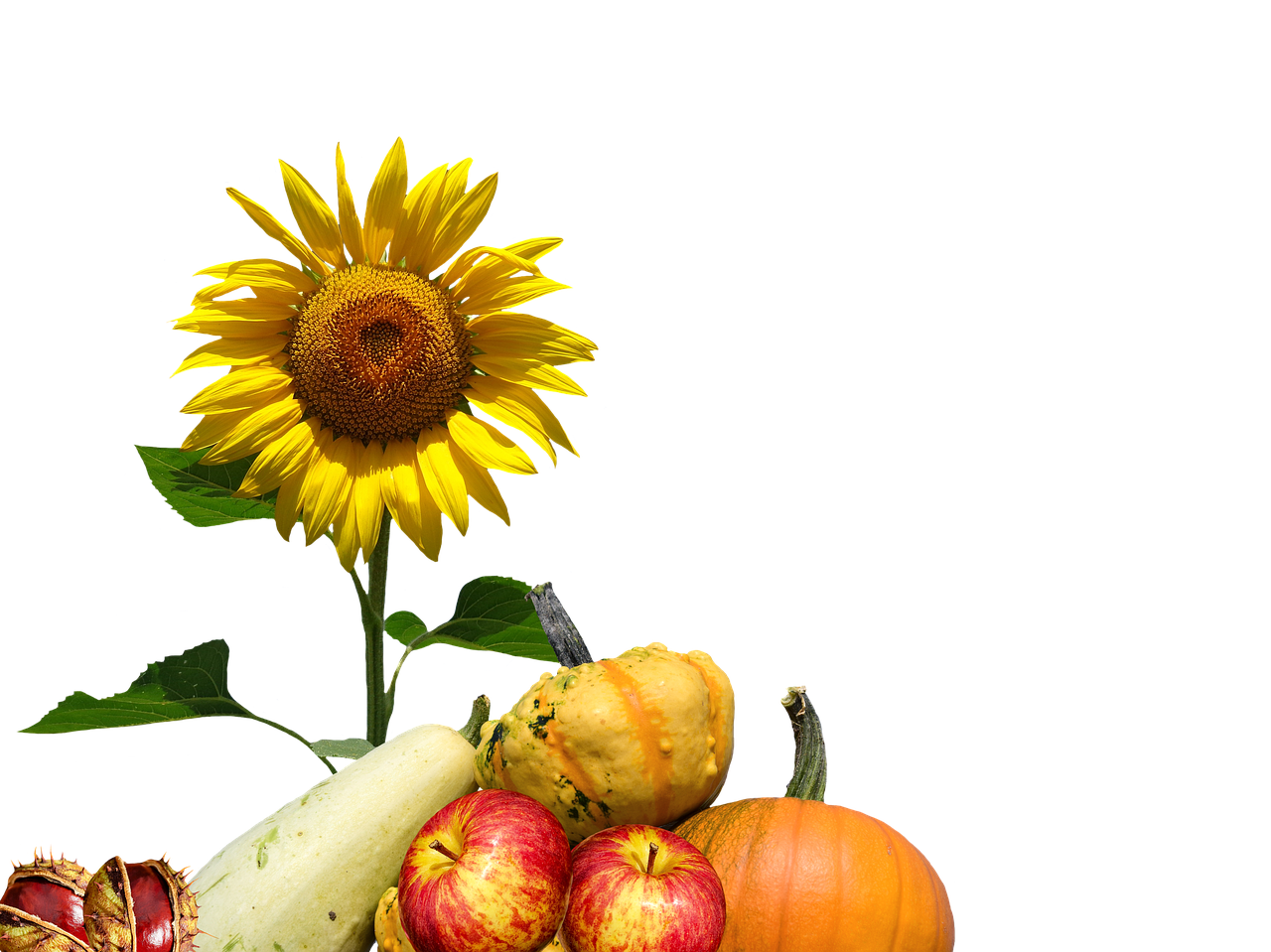 Autumn Harvest Sunflowerand Gourds PNG Image