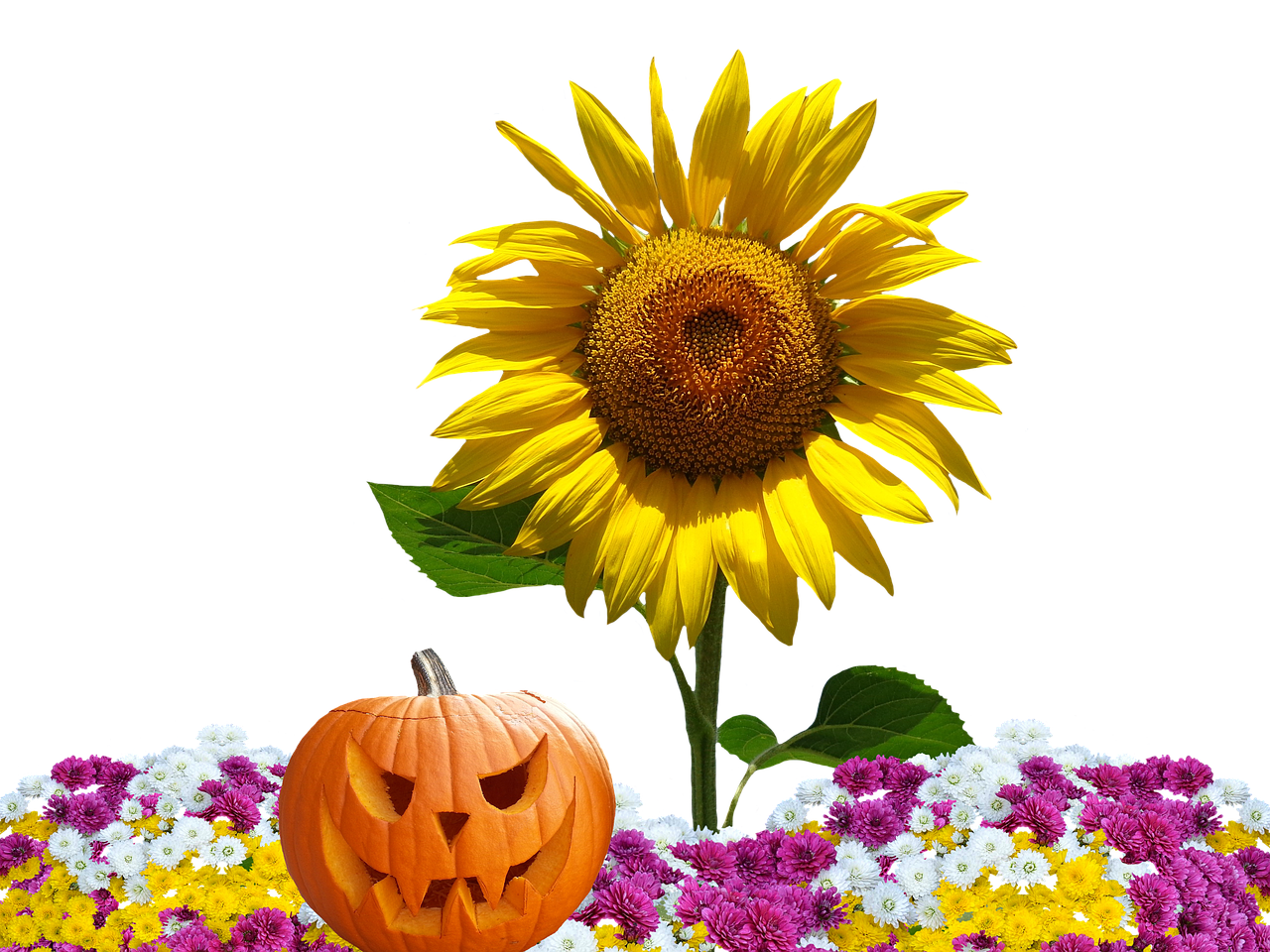 Autumn Harvest Sunflowerand Pumpkin PNG Image