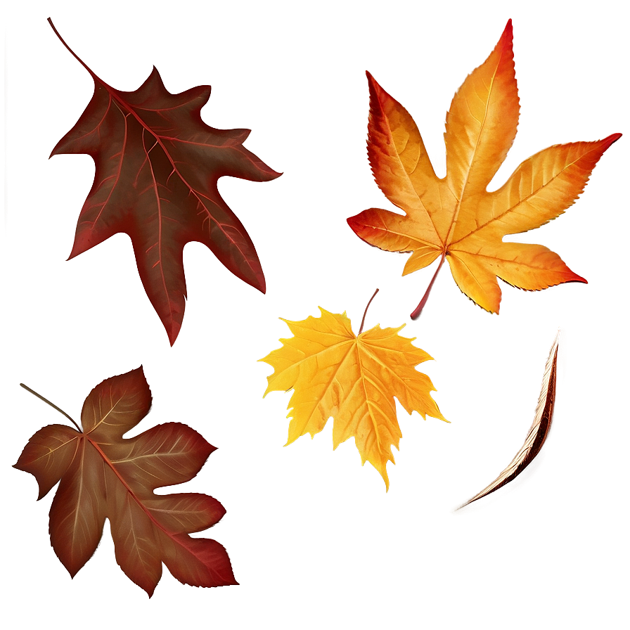 Autumn Leaf Collection Png Iqg PNG Image