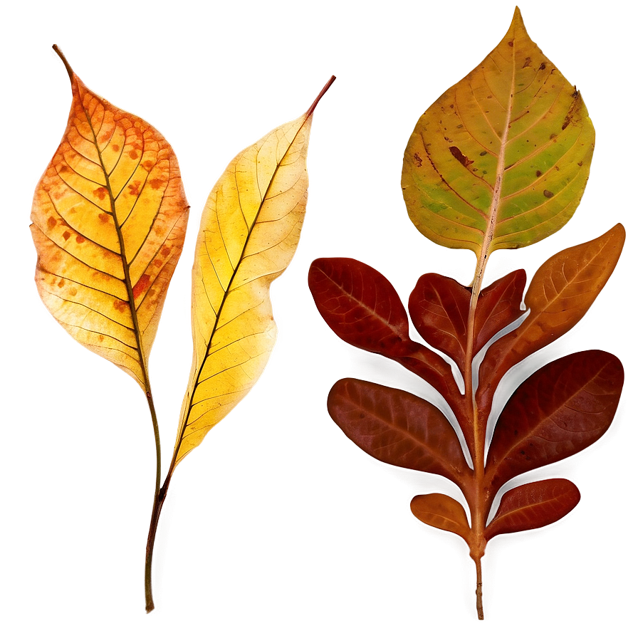 Autumn Leaf Collection Png Xns PNG Image