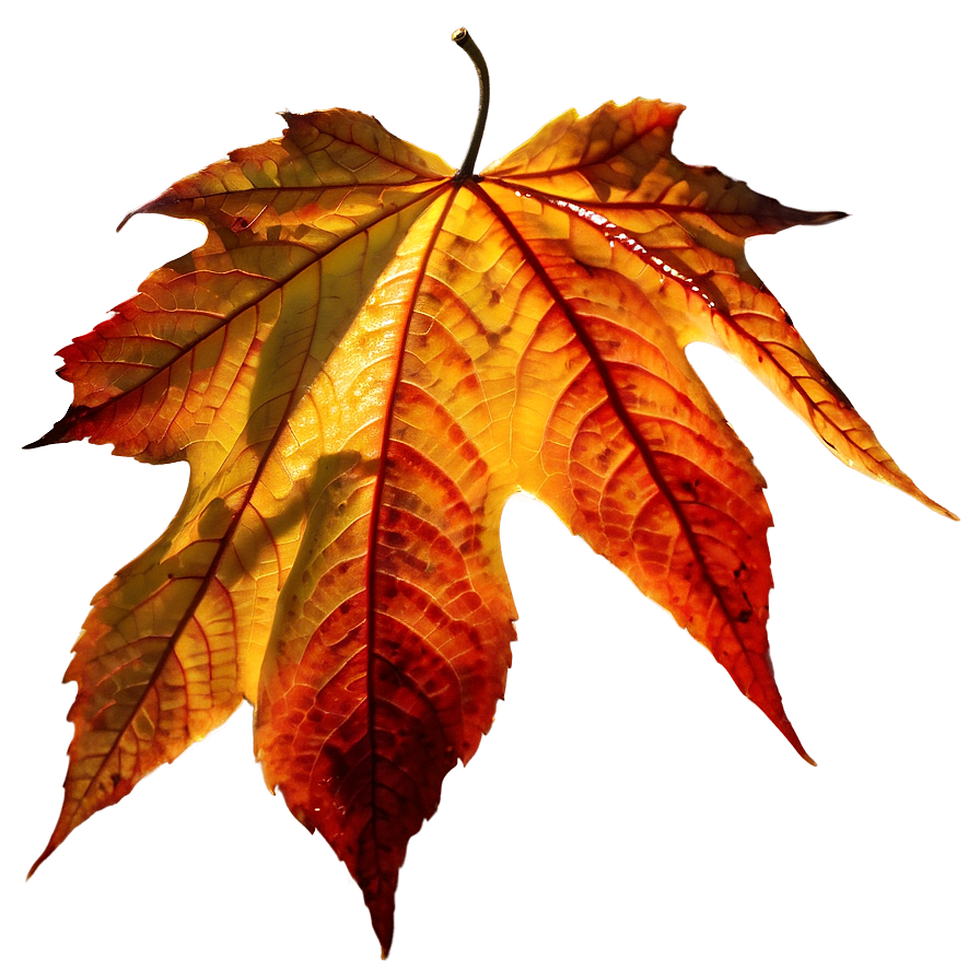 Autumn Leaf In Sunlight Png Hkm PNG Image