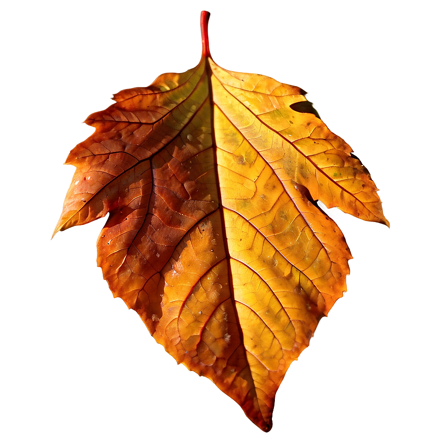 Autumn Leaf In Sunlight Png Mch PNG Image