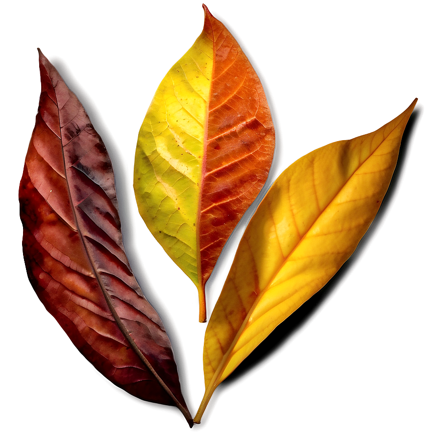 Autumn Leaf Png 05032024 PNG Image