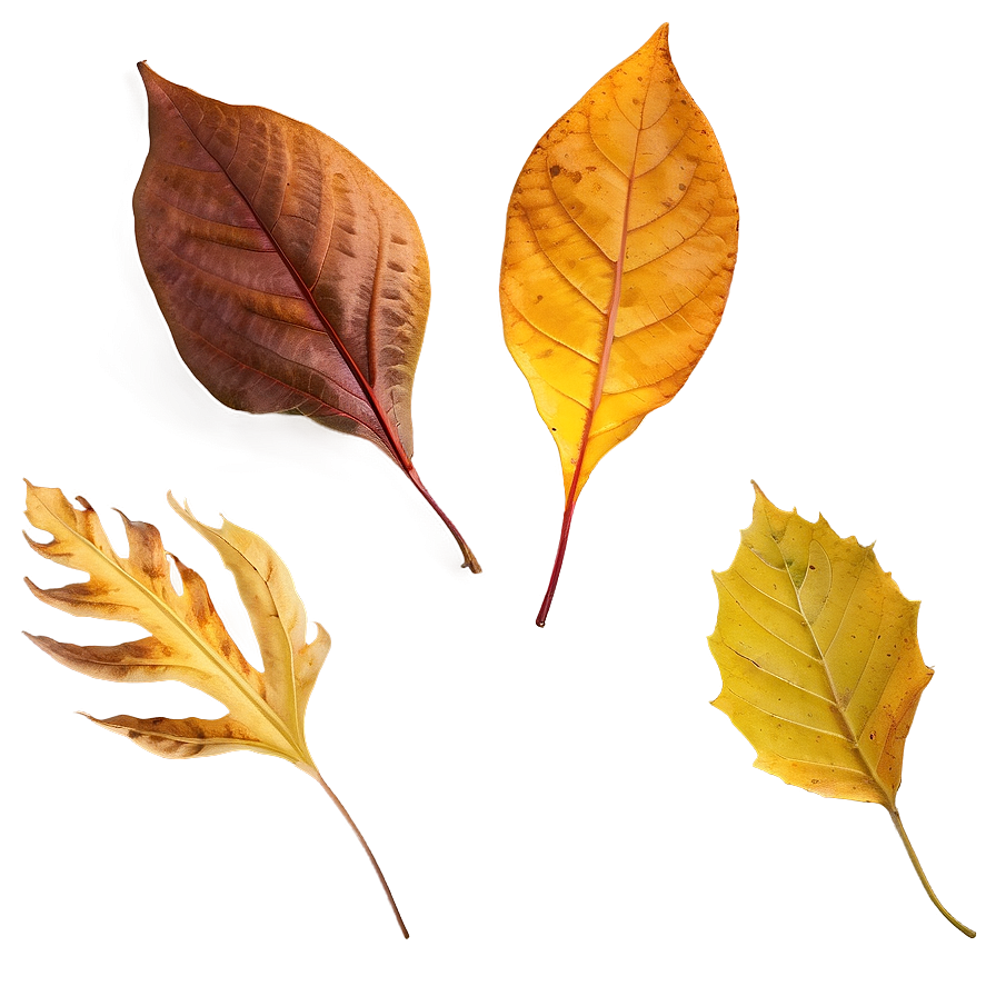 Autumn Leaf Png Qhk PNG Image