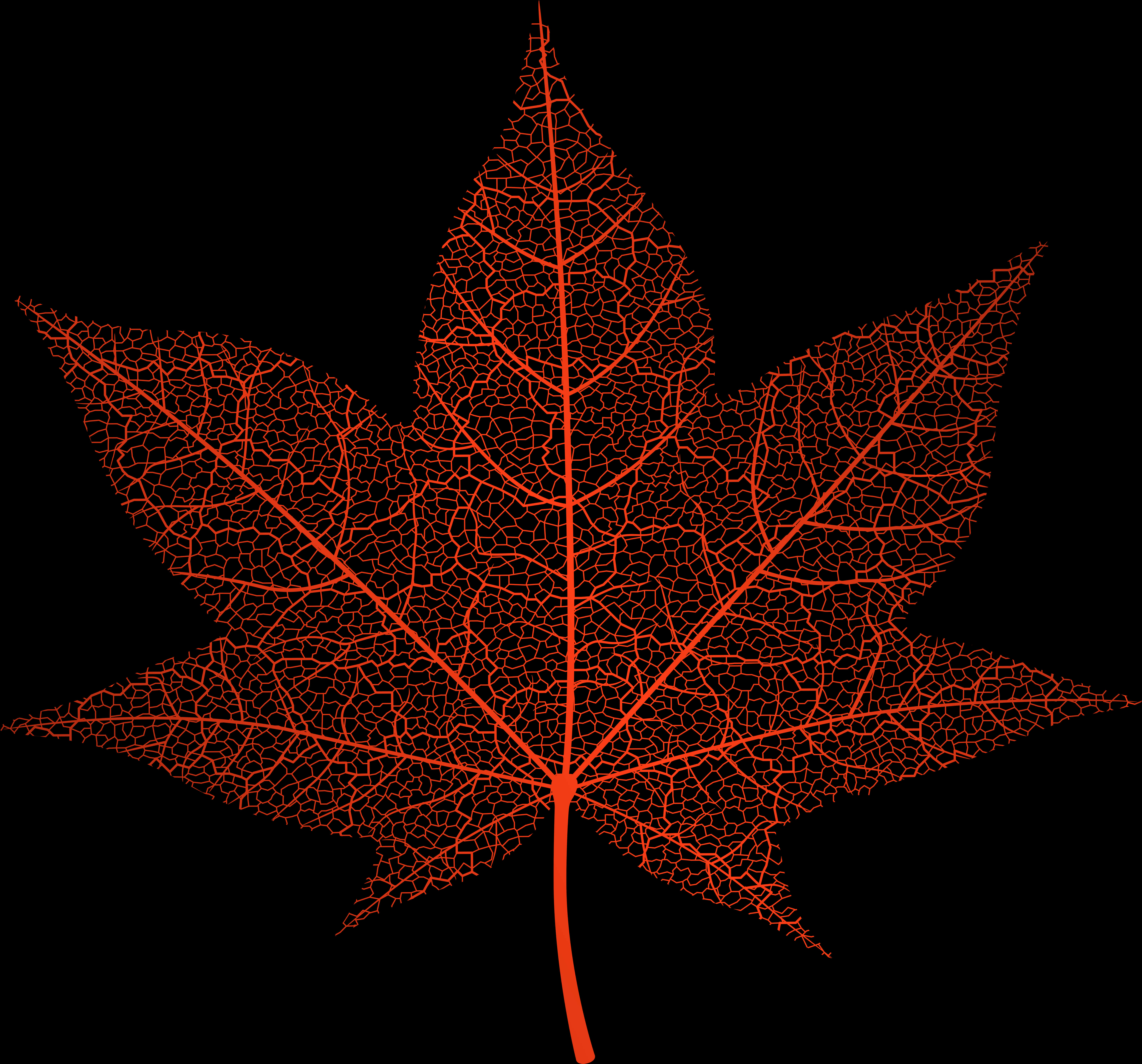 Autumn_ Leaf_ Vein_ Structure PNG Image