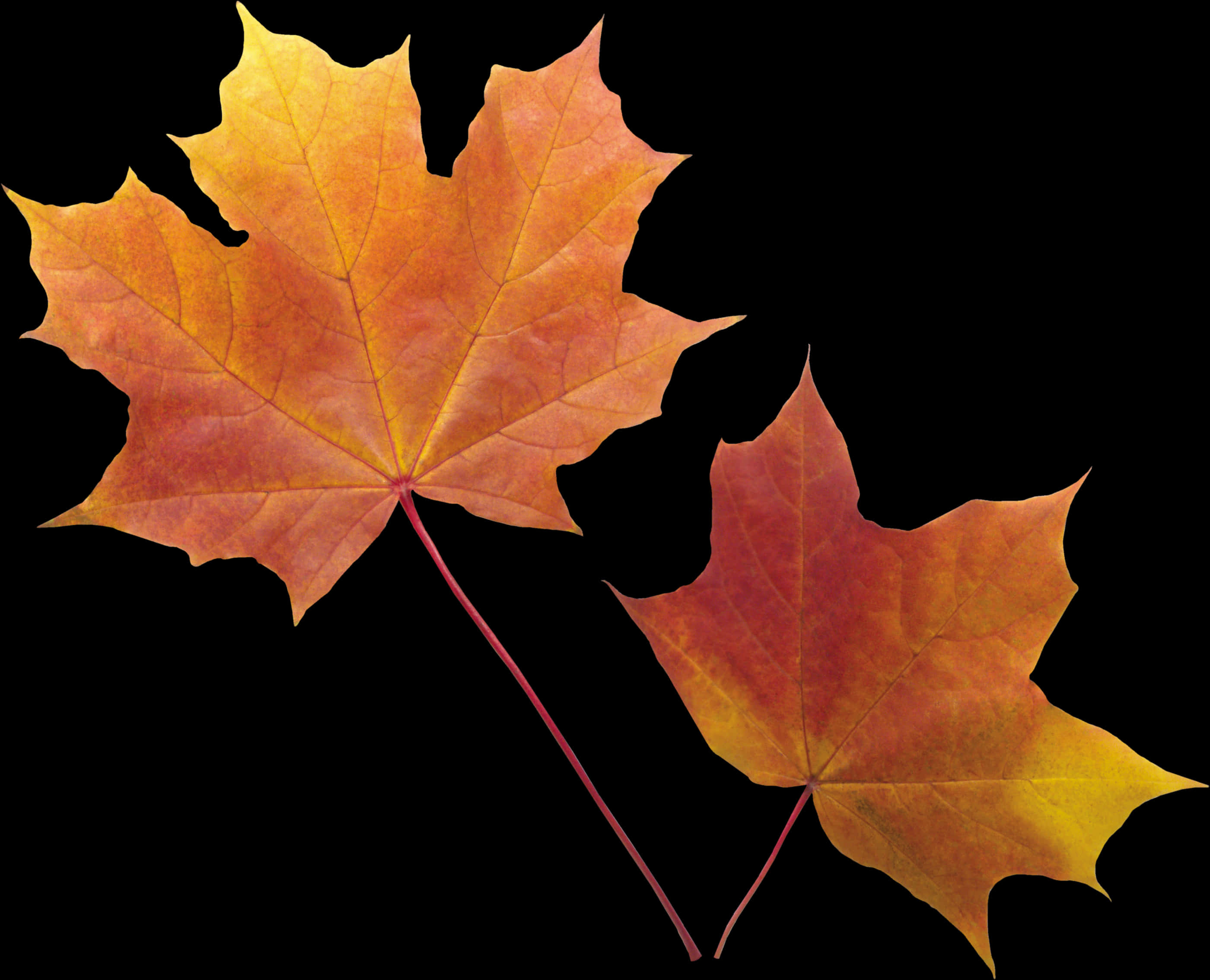 Autumn_ Leaves_ Against_ Black_ Background.jpg PNG Image