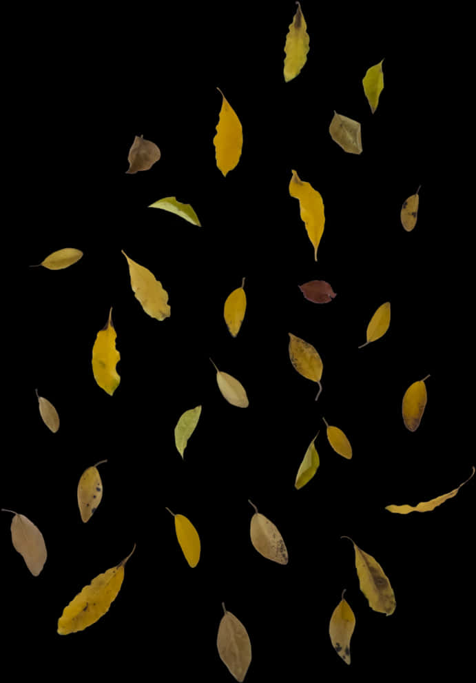 Autumn_ Leaves_ Against_ Black_ Background.jpg PNG Image