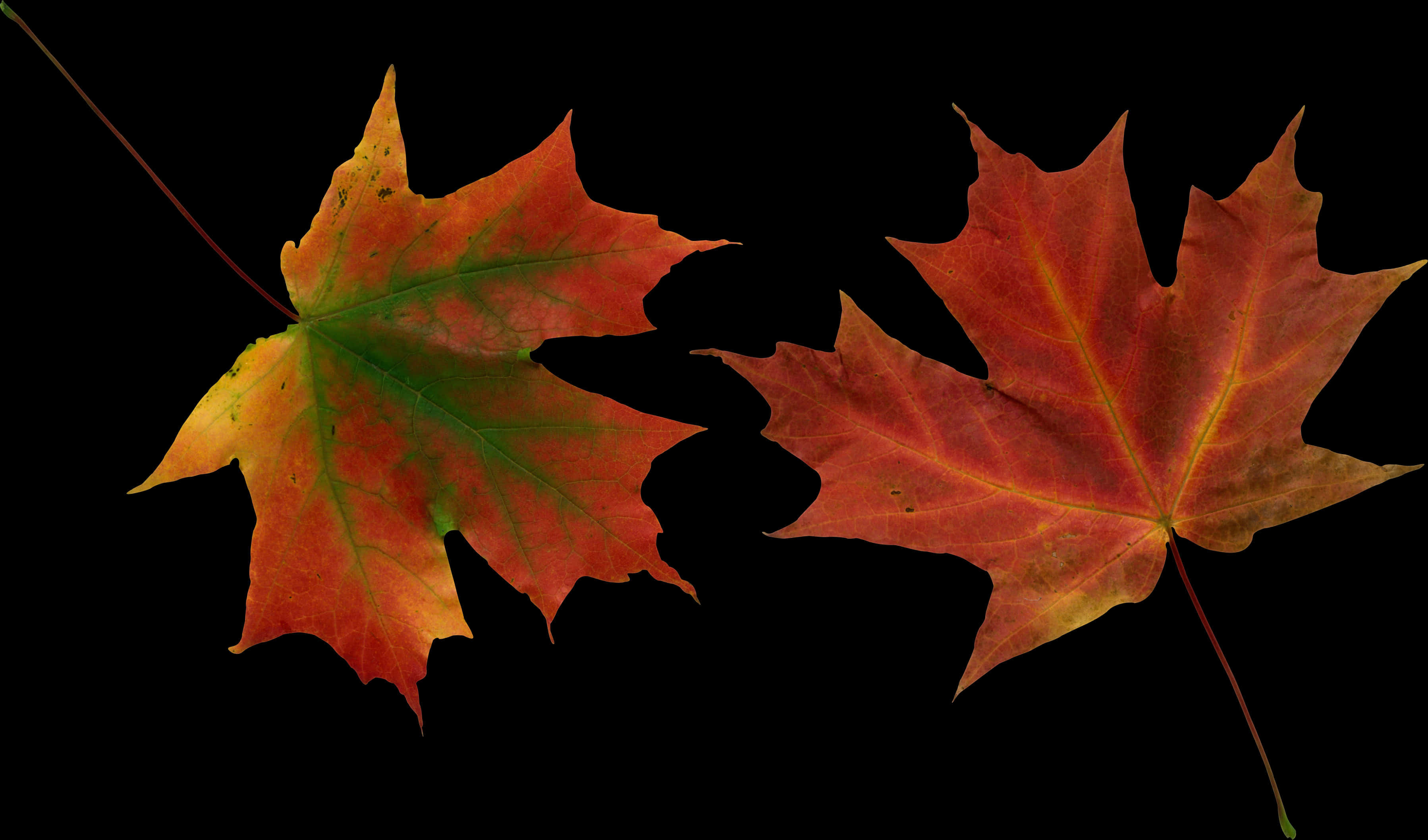 Autumn_ Leaves_ Against_ Black_ Background.jpg PNG Image