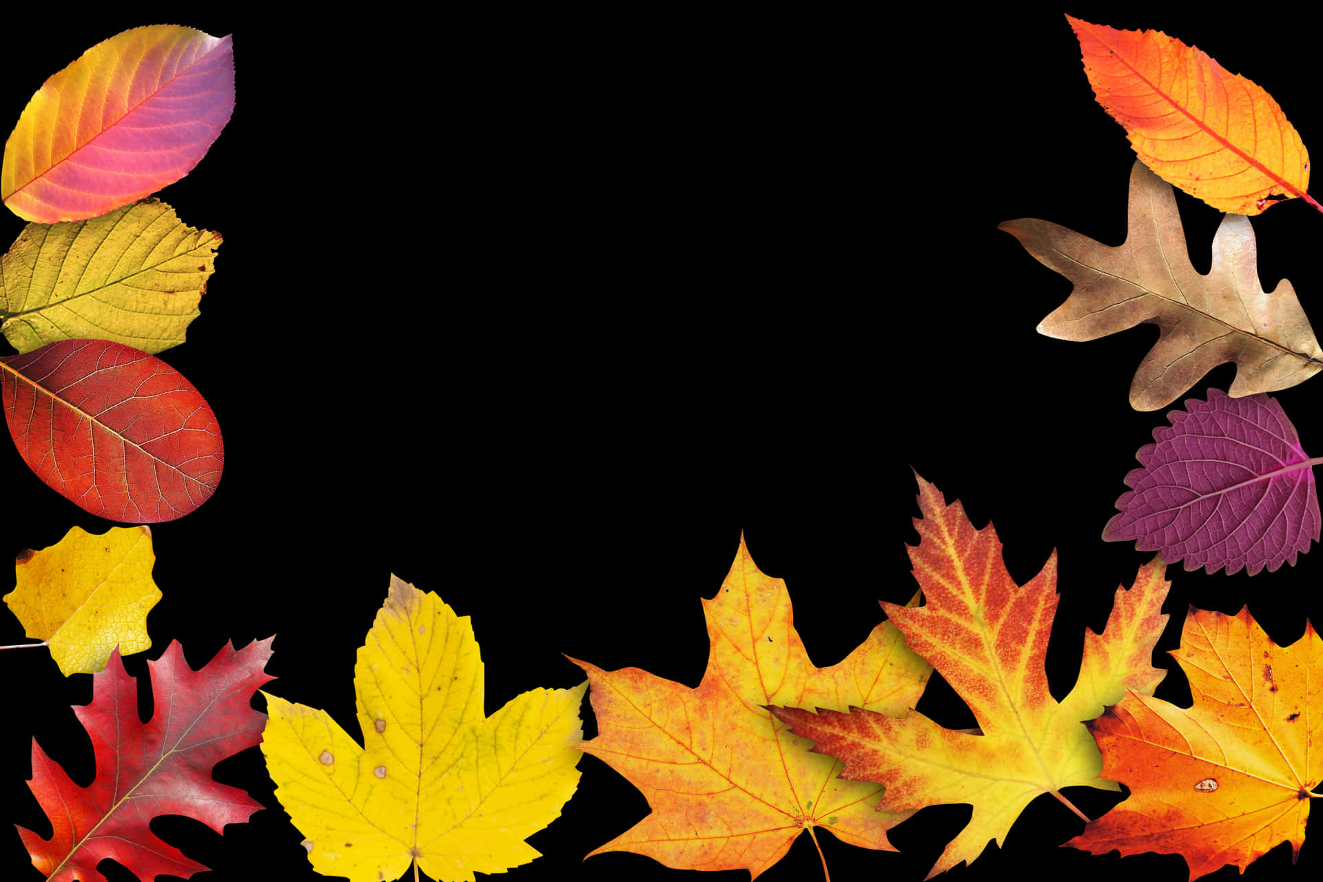 Autumn Leaves Black Background PNG Image