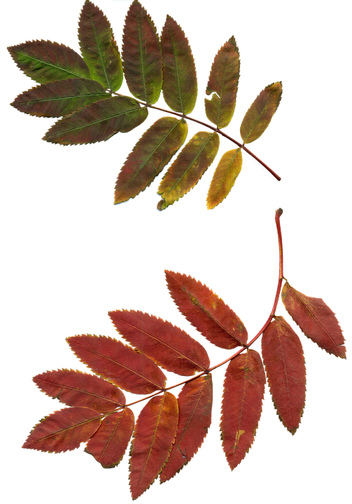 Autumn Leaves Branches.png PNG Image