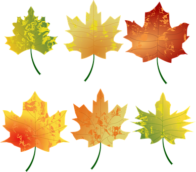 Autumn_ Leaves_ Collection_ Vector PNG Image