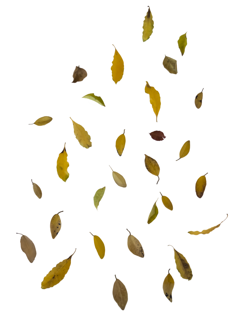 Autumn Leaves Falling Background PNG Image