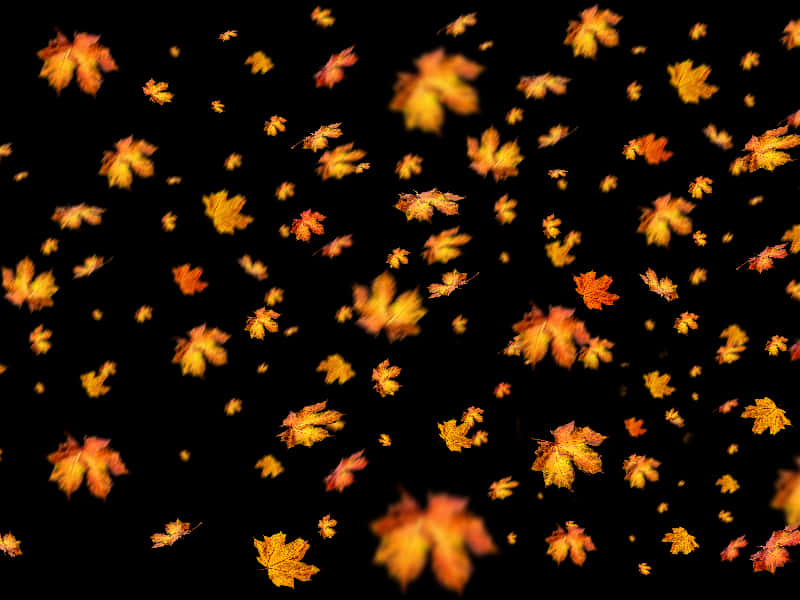 Autumn_ Leaves_ Falling_ Black_ Background.jpg PNG Image