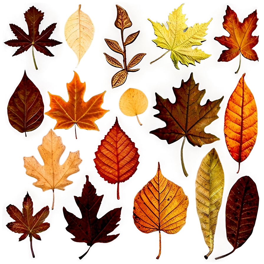 Autumn Leaves Overlay Png Qtk PNG Image