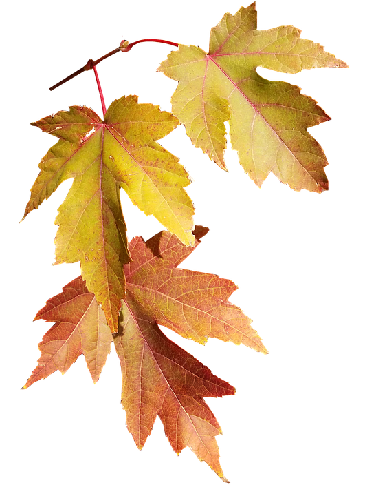 Autumn Leaves Transparent Background PNG Image