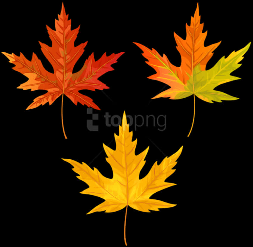 Autumn Leaves Vector Clipart PNG Image