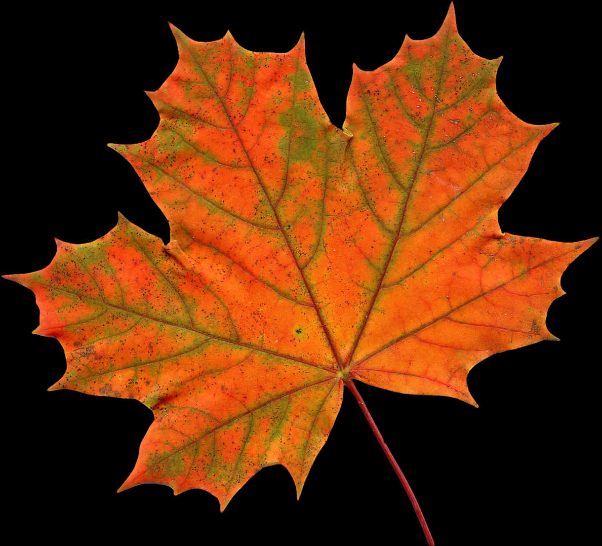 Autumn Maple Leaf Clipart PNG Image