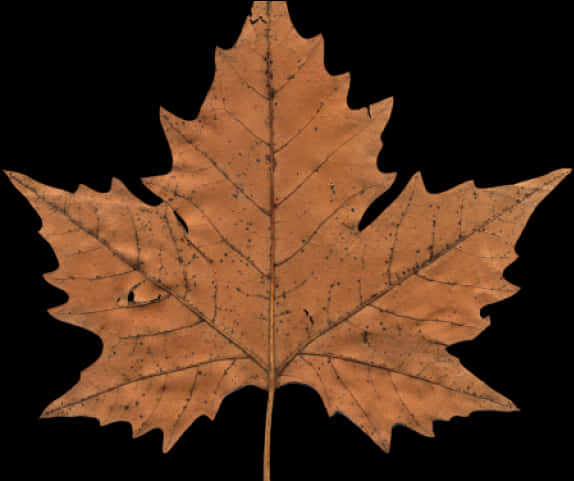 Autumn Maple Leaf Clipart PNG Image