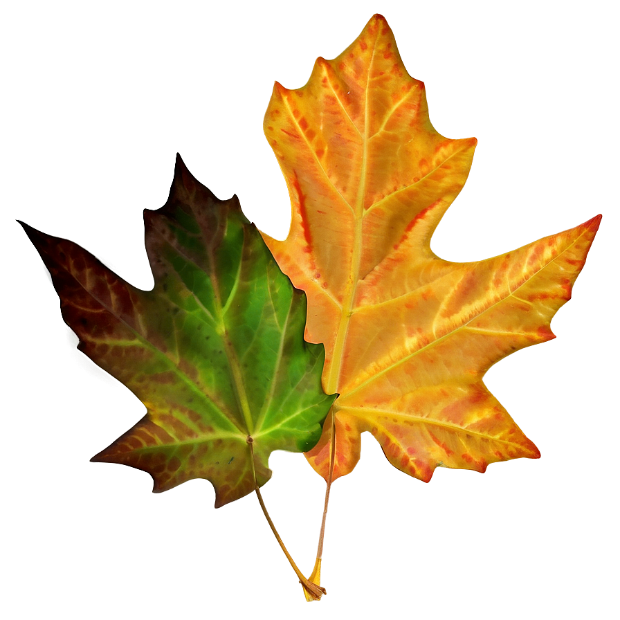 Autumn Maple Leaf Png 06202024 PNG Image