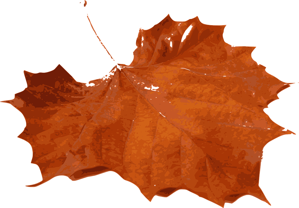 Autumn Maple Leaf Texture PNG Image