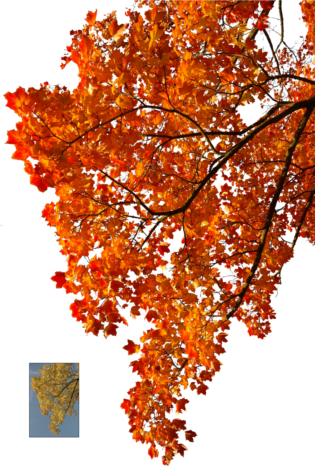 Autumn Maple Leaves Blue Sky PNG Image