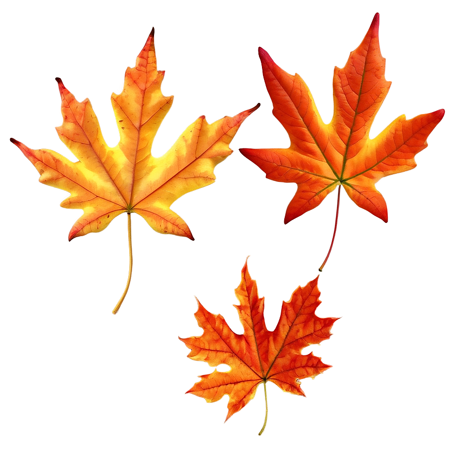 Autumn Maple Leaves Png 30 PNG Image