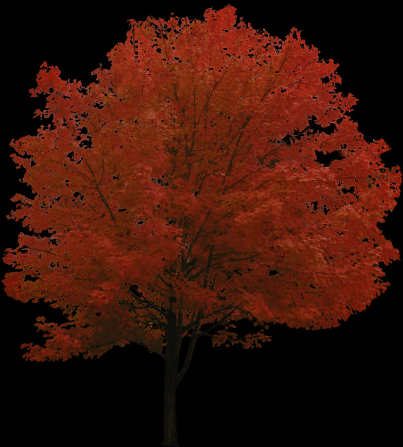 Autumn Maple Tree Black Background PNG Image