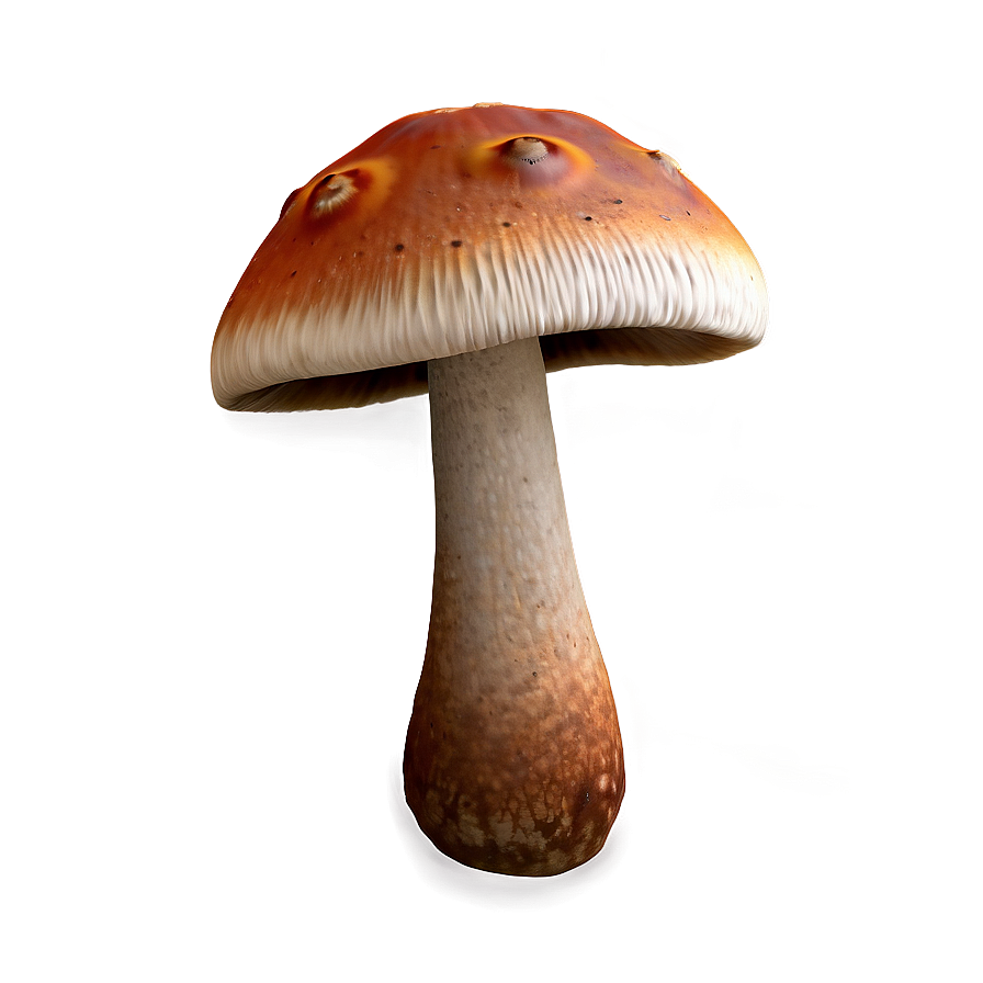 Autumn Mushrooms Png Pab36 PNG Image