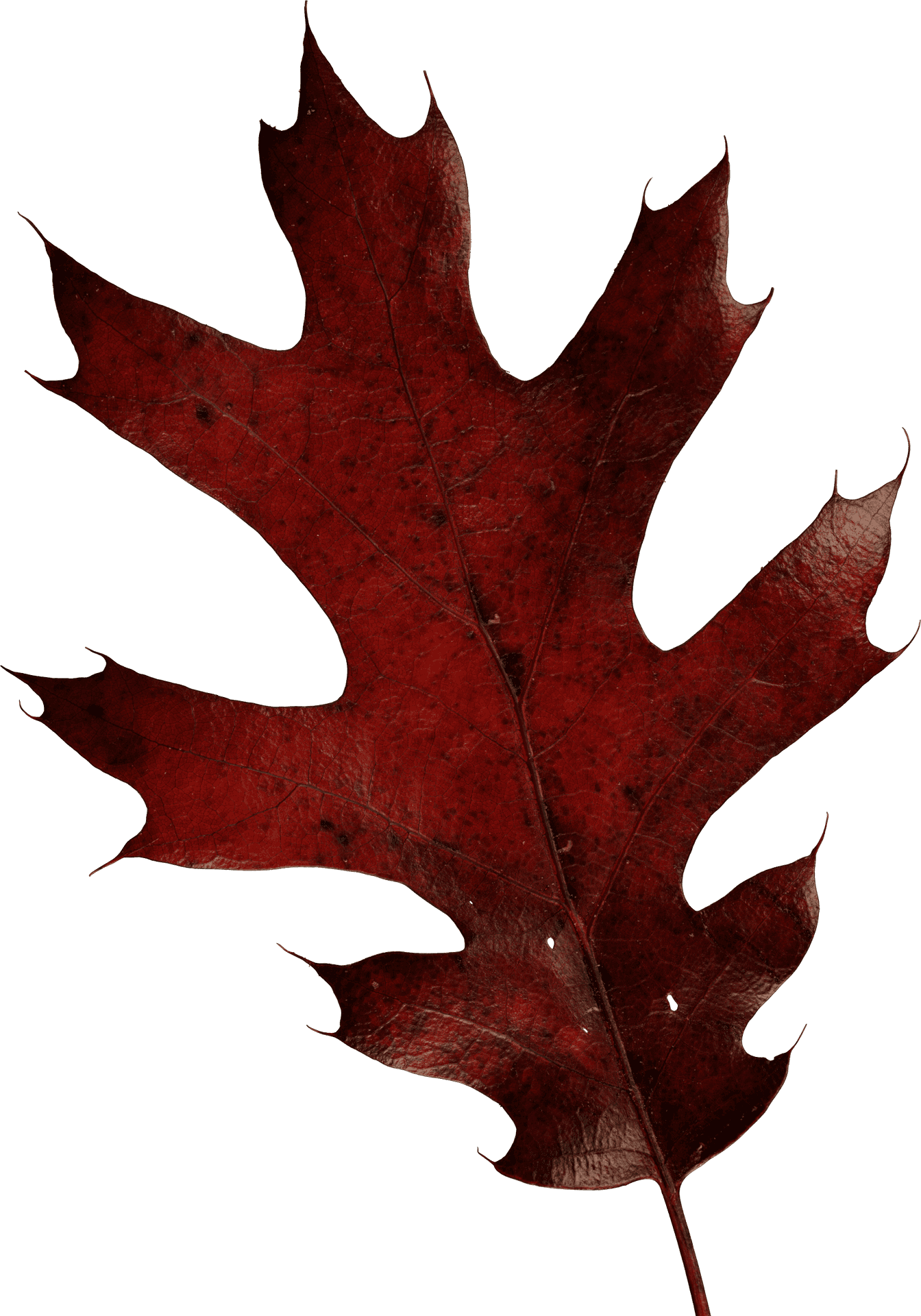 Autumn Red Oak Leaf.png PNG Image