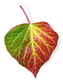 Autumn Transition Leaf PNG Image