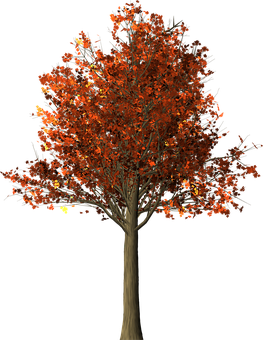 Autumn Tree Black Background PNG Image