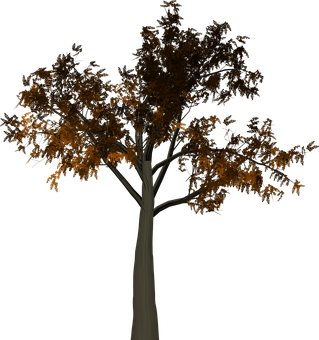 Autumn Tree Dark Background PNG Image