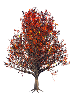 Autumn Tree Red Leaves Black Background PNG Image