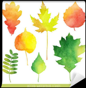 Autumn Watercolor Leaves Collection PNG Image