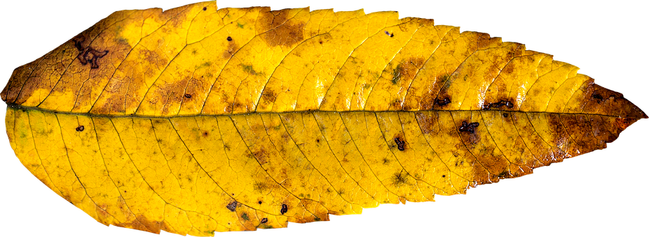 Autumn Yellow Leaf Texture PNG Image