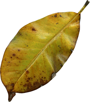 Autumn Yellow Leaf Texture PNG Image