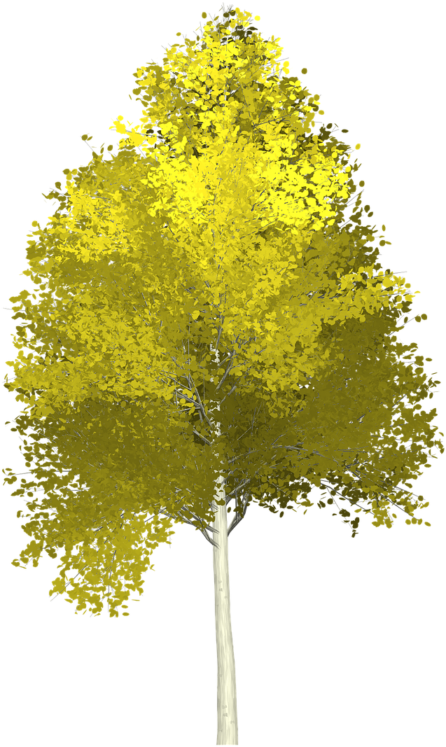 Autumn Yellow Tree Isolated PNG Image