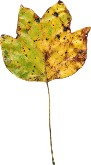 Autumnal Tulip Poplar Leaf PNG Image