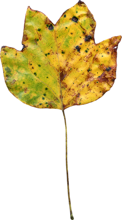 Autumnal Yellow Leaf Texture PNG Image