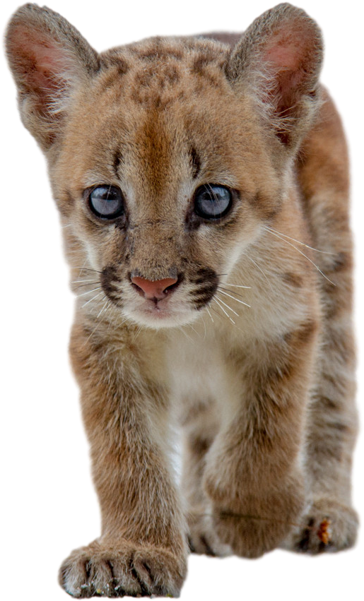 Baby Cougar Cub Closeup PNG Image