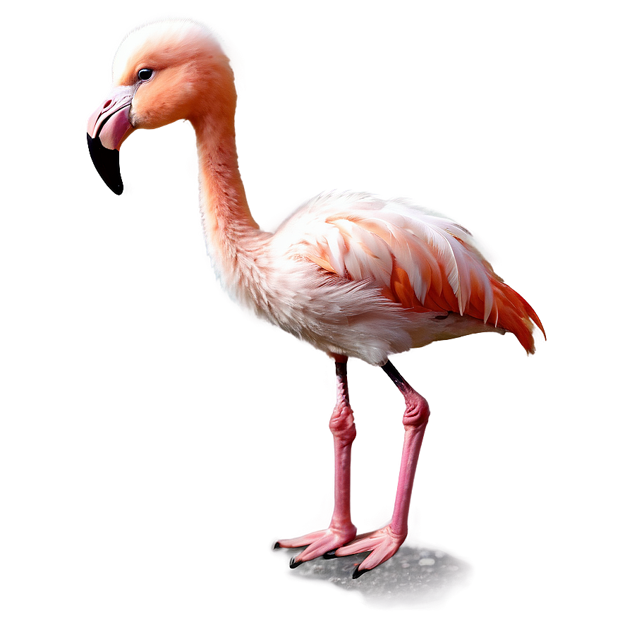 Baby Flamingo Cute Png Hxu PNG Image