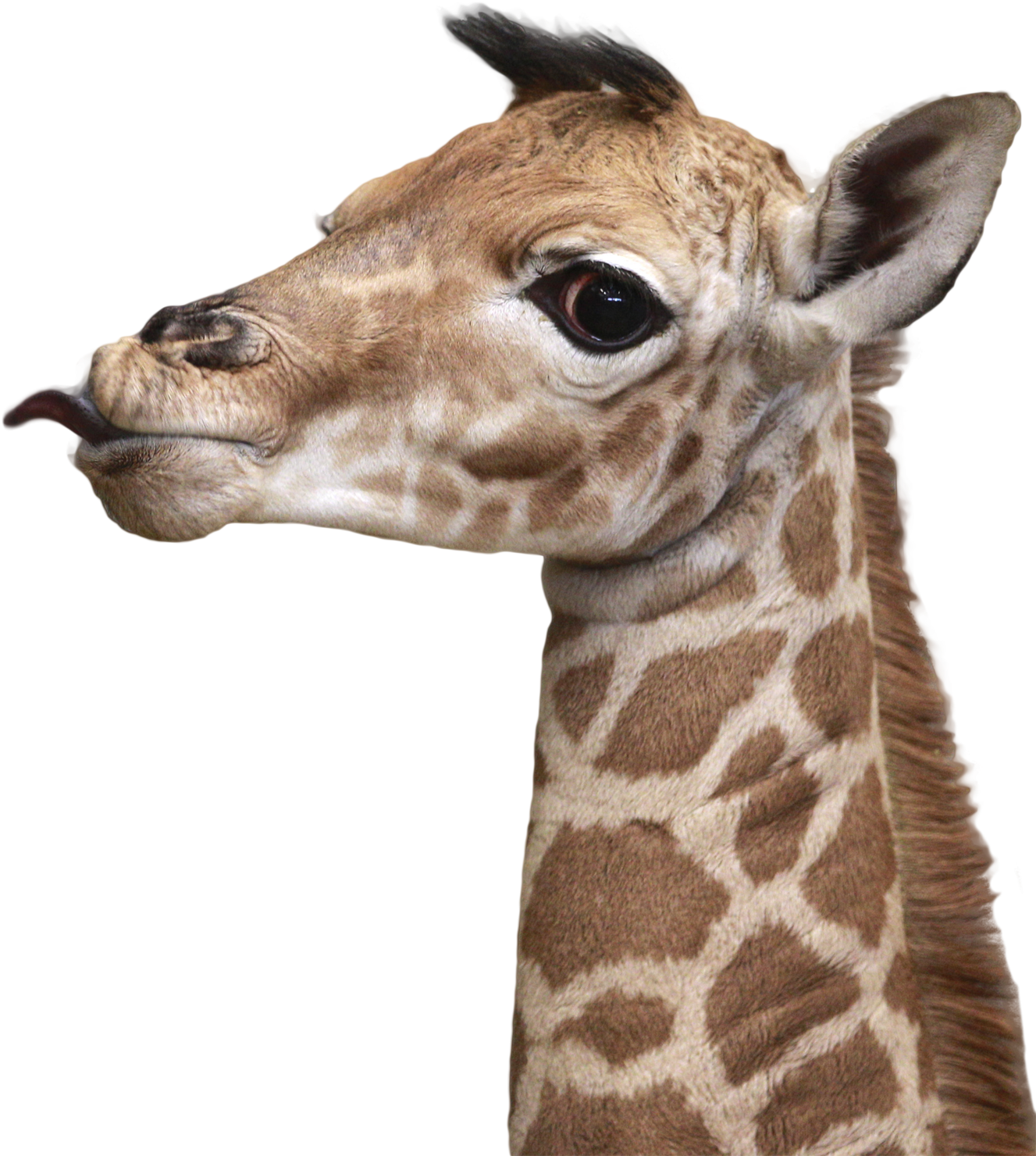 Baby Giraffe Portrait PNG Image