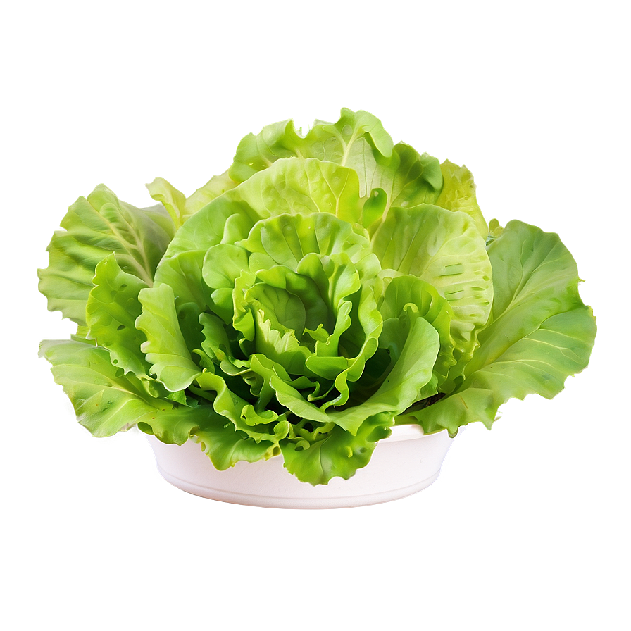 Baby Lettuce Leaves Png Vgc29 PNG Image