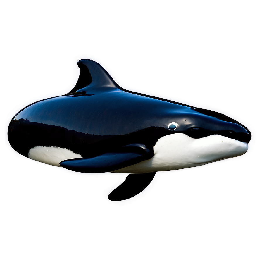 Baby Orca Png Uim27 PNG Image