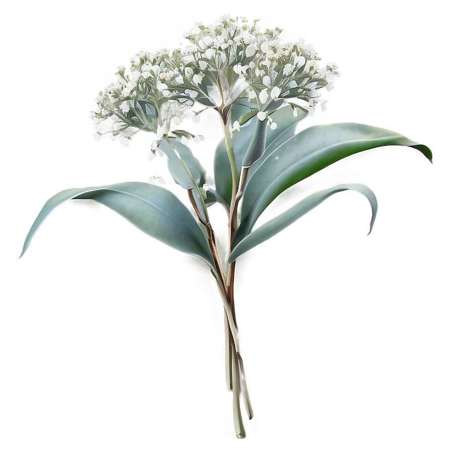 Baby's Breath And Eucalyptus Png 29 PNG Image